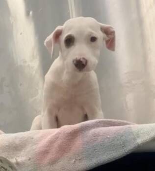 Snow -  Pit Bull Terrier Dog for Adoption in Portland, Maine - Snow | PetCurious