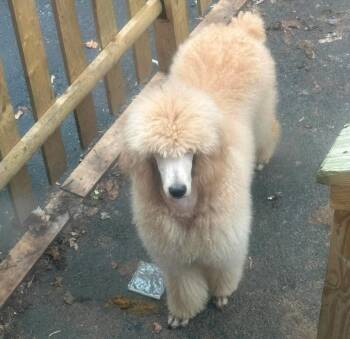 Grecia -  Standard Poodle Dog for Adoption in Rochester, New York - Grecia | PetCurious