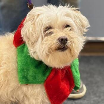 Rescue Maltese Dogs for Adoption in Batavia, New York - Rescue Snowball | PetCurious