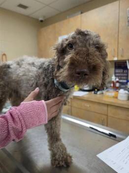 WHISKEY -  Poodle and Golden Retriever Dog for Adoption in Aliquippa, Pennsylvania - WHISKEY | PetCurious