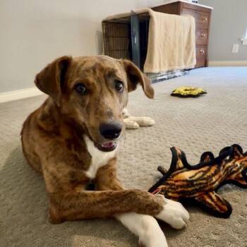 Terrier Dogs Available for Adoption - Katy Perry | PetCurious