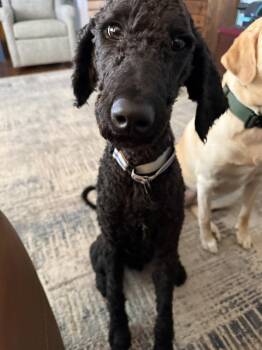 Standard Poodle Dogs Available for Adoption in Fort Wayne, Indiana - Chance | PetCurious