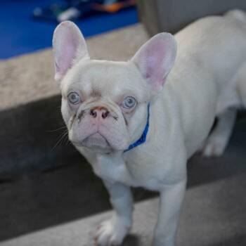 Dune (JY26-88) -  French Bulldog Dog for Adoption in Peyton, Colorado - Dune (JY26-88) | PetCurious