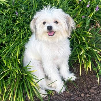 Maple -  Pomeranian and Maltese Dog for Adoption in Chesapeake, Virginia - Maple | PetCurious