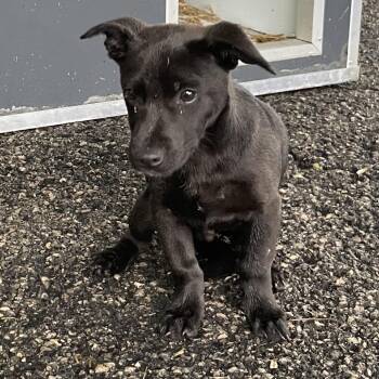 Terrier and Dachshund Dogs Available for Adoption in Eureka Springs, Arkansas - Juice | PetCurious