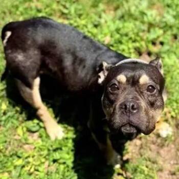 Sally -  French Bulldog Dog for Adoption in Brentwood, Missouri - Sally | PetCurious