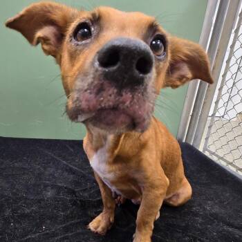 Grace -  Mixed Breed Dog for Adoption in Freeport, Florida - Grace | PetCurious