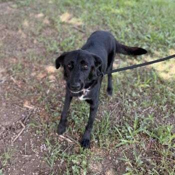 Gabriella -  Labrador Retriever and Shepherd Dog for Adoption in Carencro, Louisiana - Gabriella | PetCurious