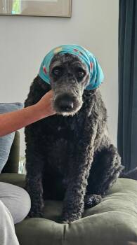 Max -  Goldendoodle Dog for Adoption in Pointe-claire, Quebec - Max | PetCurious