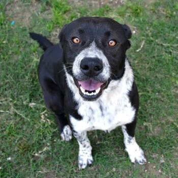 Orbi -  Pit Bull Terrier Dog for Adoption in Anahuac, Texas - Orbi | PetCurious