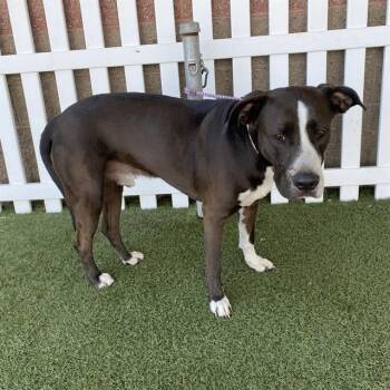 A614071 -  Pit Bull Terrier and Labrador Retriever Dog for Adoption in Modesto, California - A614071 | PetCurious