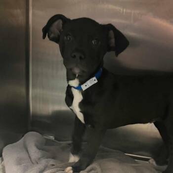 Labrador Retriever Dogs Available for Adoption - Barney | PetCurious