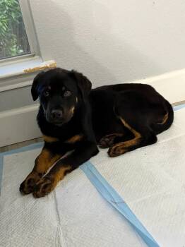 Rottweiler and Mixed Breed Dogs Available for Adoption - Maya | PetCurious