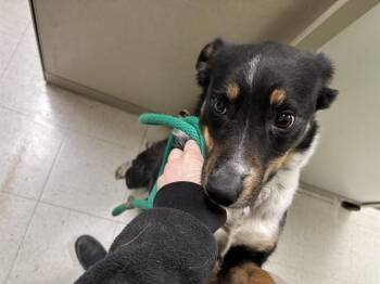 Border Collie and Australian Shepherd Dogs Available for Adoption - ZEPHIE | PetCurious