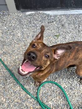 Mixed Breed Dogs Available for Adoption in Liverpool, New York - Grape | PetCurious