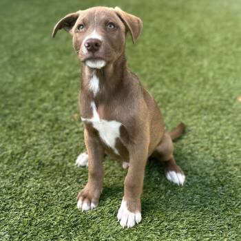 Rescue Mixed Breed Dogs for Adoption in Loxahatchee Groves, Florida - Night 3608 | PetCurious