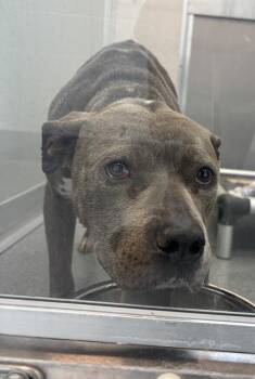 KEISHA -  Pit Bull Terrier Dog for Adoption in Indianapolis, Indiana - KEISHA | PetCurious