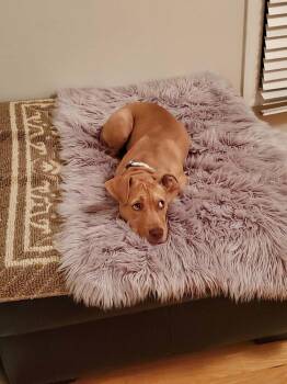 Peaches -  Terrier and Pit Bull Terrier Dog for Adoption in Harrison City, Pennsylvania - Peaches | PetCurious