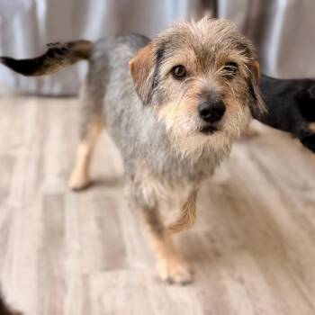 Fern -  Wheaten Terrier and Mixed Breed Dog for Adoption in Green Bay, Wisconsin - Fern | PetCurious