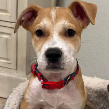 Rescue Terrier and Mixed Breed Dogs for Adoption in Parker, Colorado - 863 (2025) Linus | PetCurious