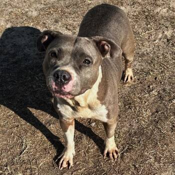 Rescue Pit Bull Terrier Dogs for Adoption in Valdosta, Georgia - Jello | PetCurious