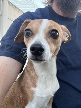 Rescue Chiweenie Dogs for Adoption in Agua Dulce, California - Mandy | PetCurious