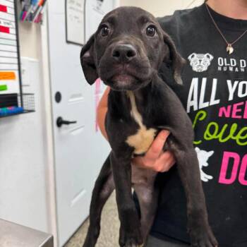 Tab -  Mixed Breed Dog for Adoption in Fredericksburg, Virginia - Tab | PetCurious
