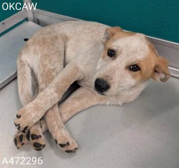 Australian Cattle Dog Blue Heeler Dogs Available for Adoption in Oklahoma City, Oklahoma - A472296 | PetCurious