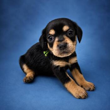 Wilhelm (Green Collar) -  Miniature Dachshund and Chihuahua Dog for Adoption in Newport, Tennessee - Wilhelm (Green Collar) | PetCurious