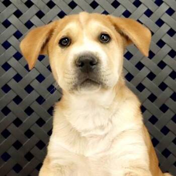 Golden Retriever Dogs Available for Adoption in Midland, Texas - Tom | PetCurious