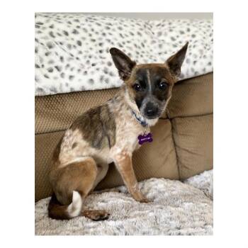 Duncan -  Chihuahua and Australian Cattle Dog Blue Heeler Dog for Adoption in Minneapolis, Minnesota - Duncan | PetCurious