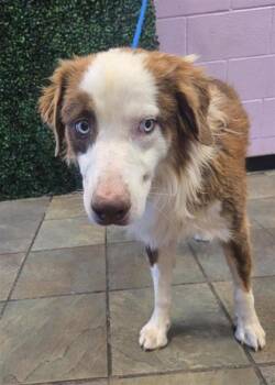 61311954 -  Australian Shepherd and Mixed Breed Dog for Adoption in El Paso, Texas - 61311954 | PetCurious
