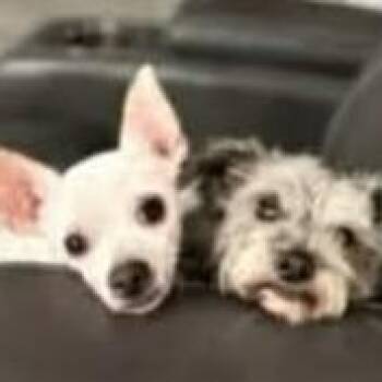 Miniature Schnauzer and Chihuahua Dogs Available for Adoption in Marana, Arizona - Jax And Olaf  | PetCurious