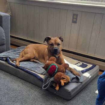 Mixed Breed Dogs Available for Adoption - Luna | PetCurious