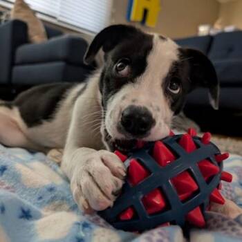 Daisy -  Border Collie and Great Pyrenees Dog for Adoption in Wheaton, Illinois - Daisy | PetCurious