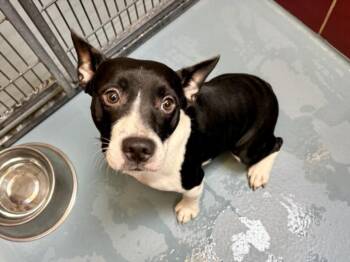 STEWIE -  Cardigan Welsh Corgi and Mixed Breed Dog for Adoption in Houston, Texas - STEWIE | PetCurious