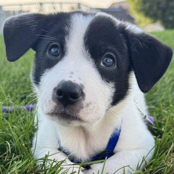 Knox -  Australian Cattle Dog Blue Heeler and Australian Shepherd Dog for Adoption in Grayslake, Illinois - Knox | PetCurious