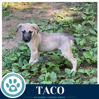 Taco (Taco Tuesday Crew) 062026 -  Shepherd Dog for Adoption in Kimberton, Pennsylvania - Taco (Taco Tuesday Crew) 062026 | PetCurious