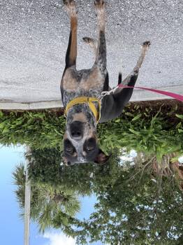 Rescue Australian Cattle Dog Blue Heeler Dogs for Adoption in Palm Springs, Florida - Brinkley | PetCurious