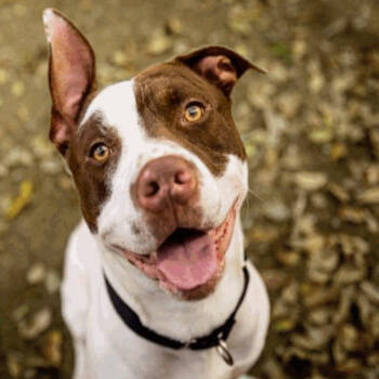 Rescue Pit Bull Terrier Dogs for Adoption in Austin, Texas - Gilligan | PetCurious