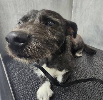 Terrier Dogs Available for Adoption in San Antonio, Texas - A805649 | PetCurious