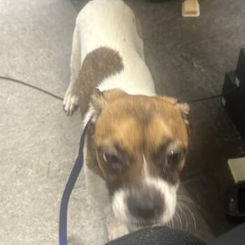 Mixed Breed Dogs Available for Adoption - Tiramisu | PetCurious