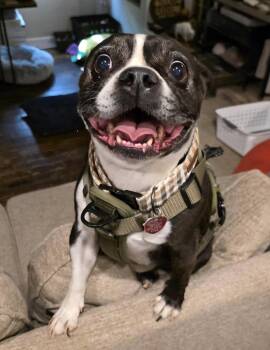 Boston Terrier Dogs Available for Adoption - Kona In MO | PetCurious