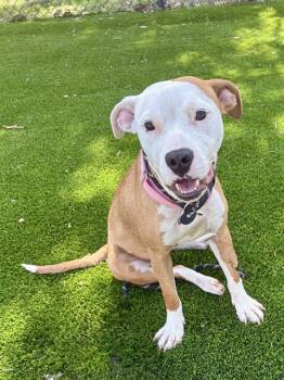 JUSTICE -  Mixed Breed Dog for Adoption in Jacksonville, Florida - JUSTICE | PetCurious