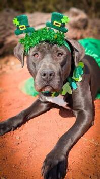 Pit Bull Terrier and Mixed Breed Dogs Available for Adoption - BRIDGET | PetCurious