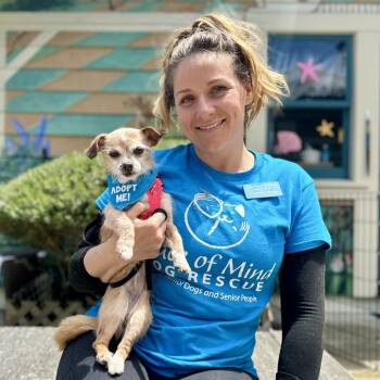 Pine -  Chihuahua Dog Available for Adoption in Pacific Grove, California - Pine | PetCurious