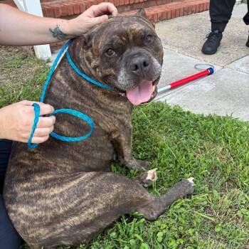 TOKYO -  Mixed Breed Dog for Adoption in Greensboro, North Carolina - TOKYO | PetCurious