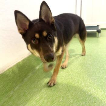 Husky Dogs Available for Adoption - Coco | PetCurious
