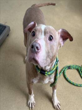 ELSA -  Pit Bull Terrier Dog for Adoption in Derwood, Maryland - ELSA | PetCurious