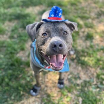 Pit Bull Terrier Dogs Available for Adoption in Roanoke, Virginia - Joey | PetCurious